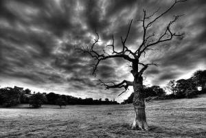 Tan solo un árbol 1