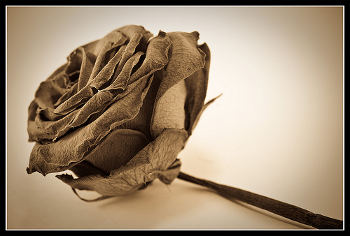 3935315329_d43b6731c3