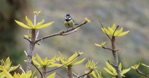 Poema Quico Pajarillo
